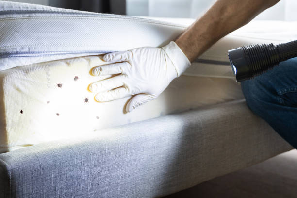 Reliable Lake City, SC Pest Control Solutions